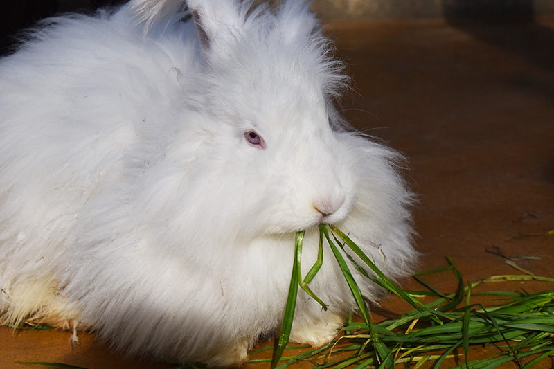 生牧草を食べるアンゴララビット